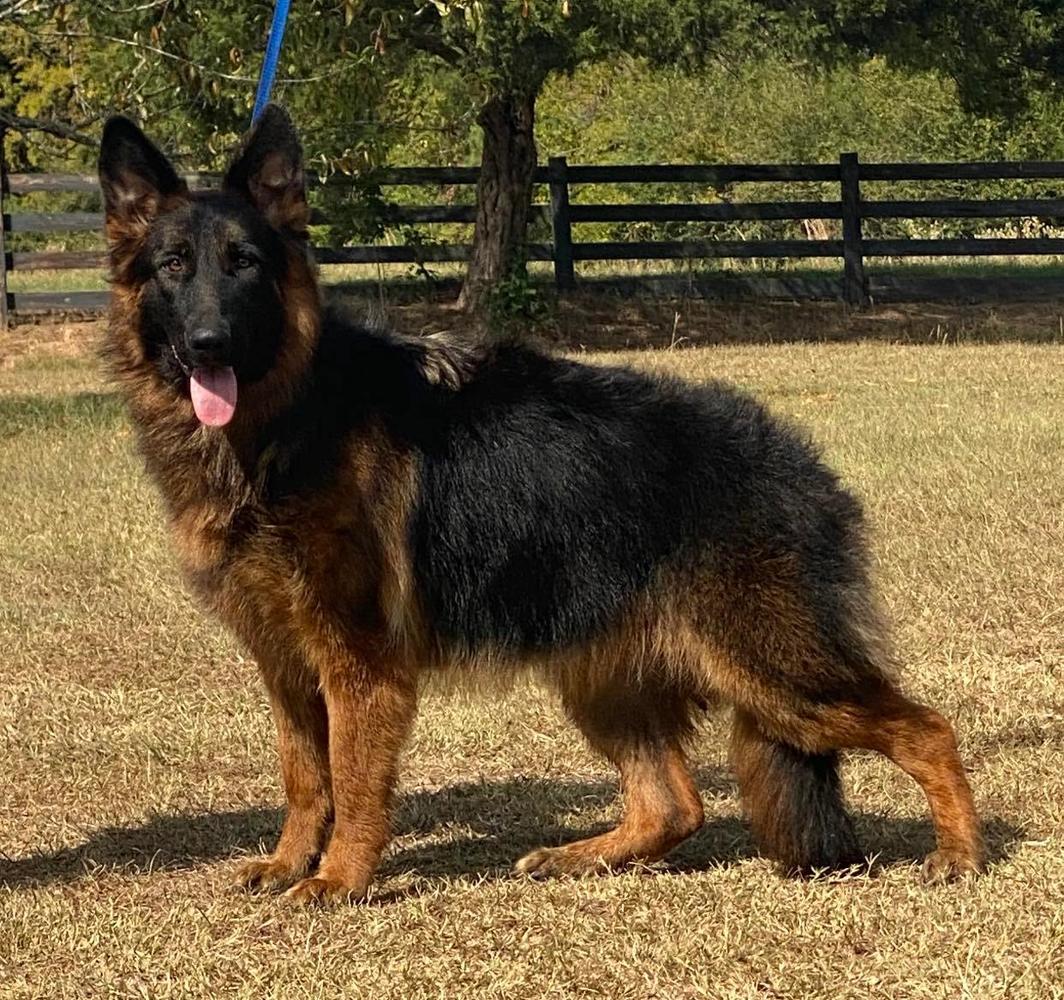 Diva von Haus der Sicherheit | German Shepherd Dog 