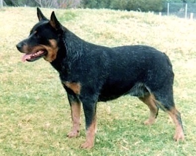 Carcoola Captain | Australian Cattle Dog 