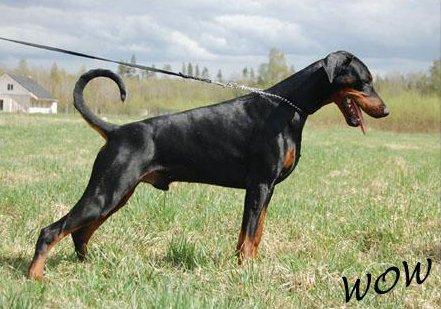 Stay In Style Cart Capone | Black Doberman Pinscher