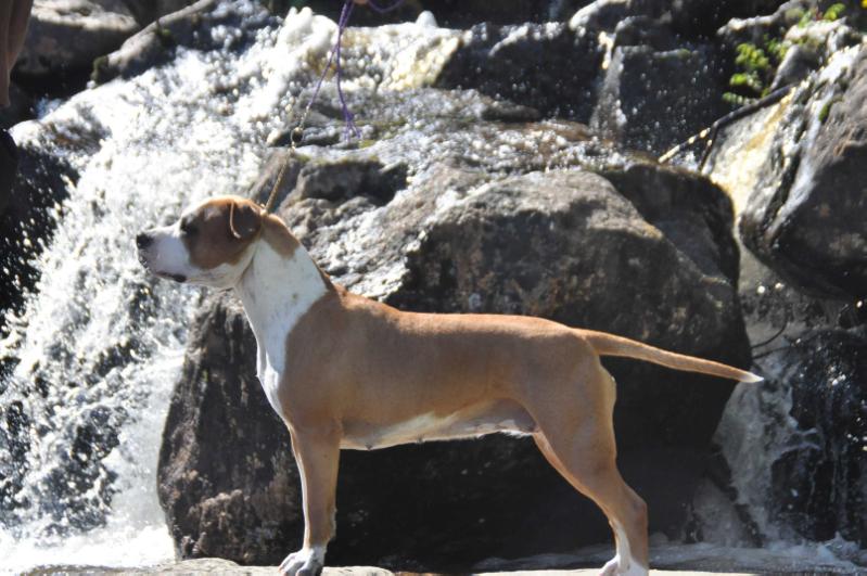 Smokey´s Cinderella in Red | American Staffordshire Terrier 