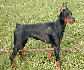 Pax Deorum Zerra | Black Doberman Pinscher