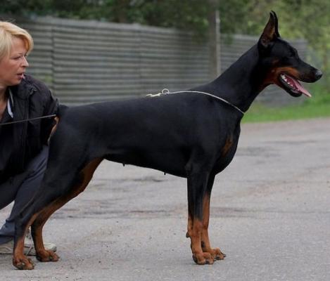 Stay In Style Czara Cachet | Black Doberman Pinscher