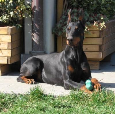 Nera della Sciara | Black Doberman Pinscher