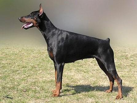 Fella z Tomky | Black Doberman Pinscher