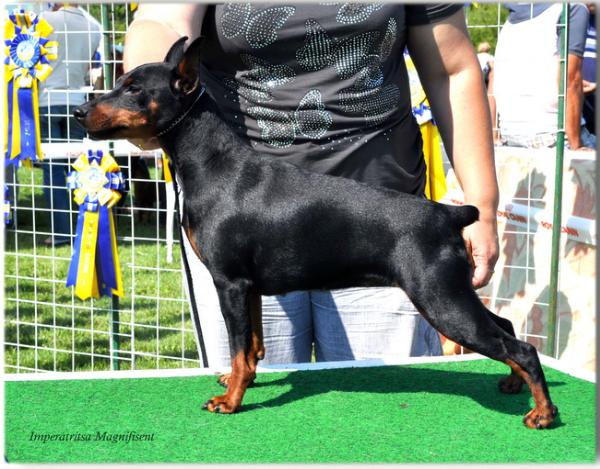 Imperatritsa Magnifisent | Miniature Pinscher 