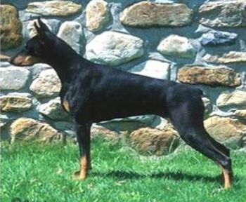 Rebholzer Live Wire | Black Doberman Pinscher