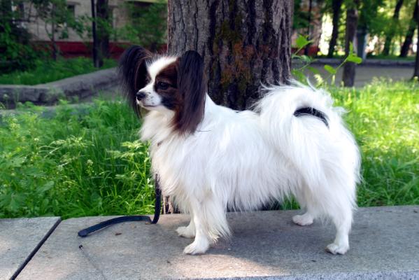 Avrora Nezhny Angel | Papillon 