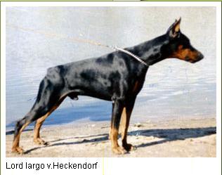 Lord Largo v. Heckendorf | Black Doberman Pinscher