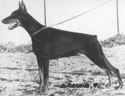 Verdiana Nona di Gruma | Black Doberman Pinscher