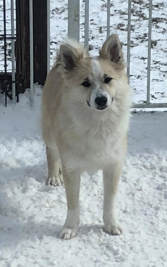 Stassa Stjarna | Icelandic Sheepdog 