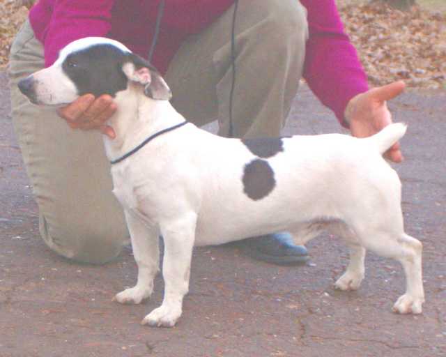 TTB's Texas Bandit | Teddy Roosevelt Terrier 