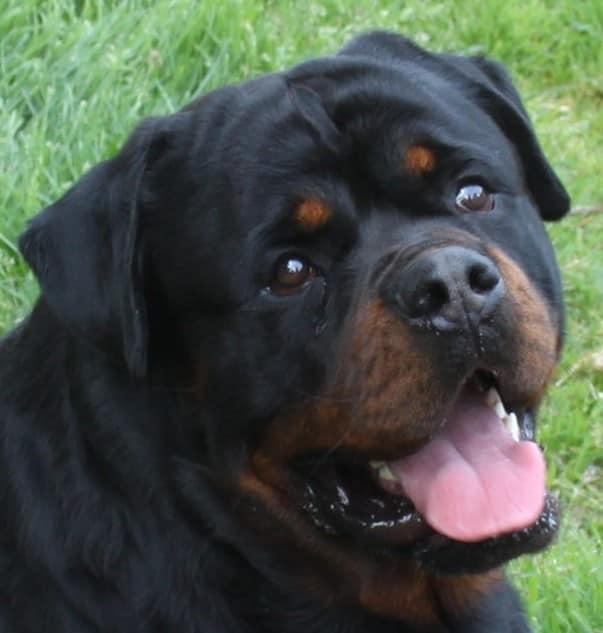 Zeus Crni Vitex | Rottweiler 