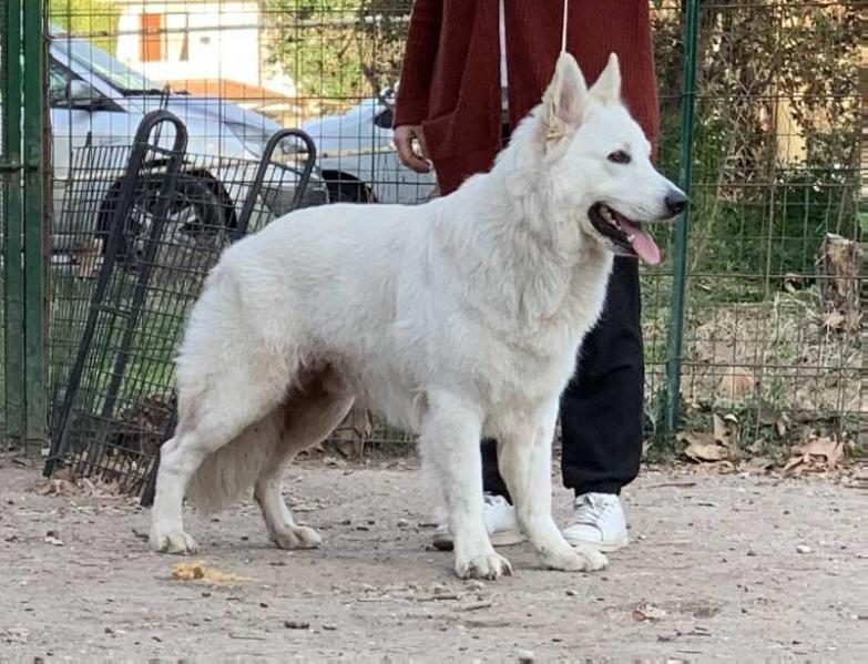 Thoro seduto della Vittoria Alata | White Swiss Shepherd Dog 