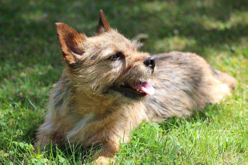 Nanstop It's a Deal | Norwich Terrier 