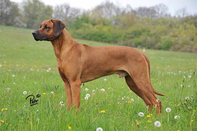 Evergraces League of Legends Jax | Rhodesian Ridgeback 