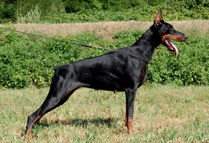 Scarlet  del Fiorsilva | Black Doberman Pinscher