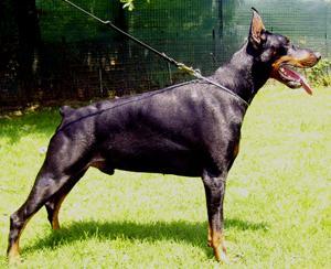 Milton del Fiorsilva | Black Doberman Pinscher