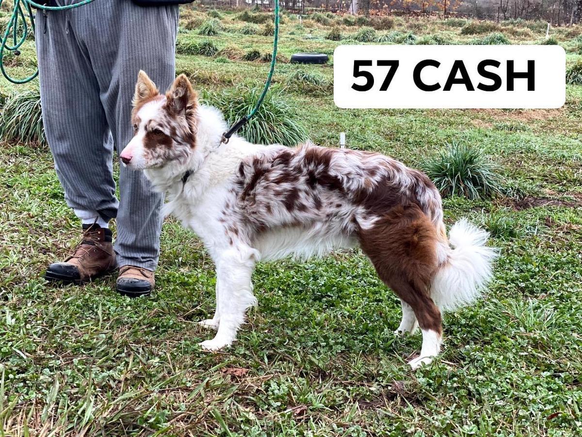 57 Cash ABC 425465 | Border Collie 