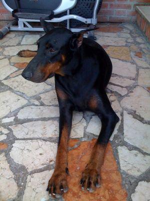 Zaki del Giaile | Black Doberman Pinscher