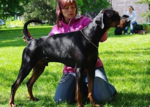 Julietteville's Lucifer | Black Doberman Pinscher