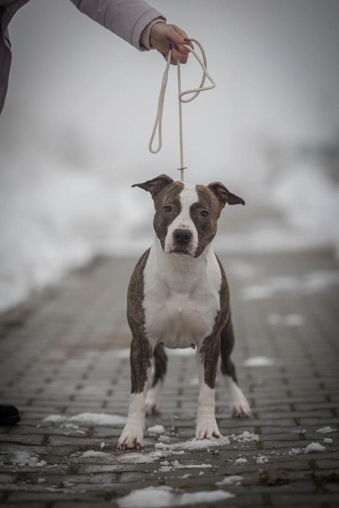 Chanell Secrete Devil | American Staffordshire Terrier 
