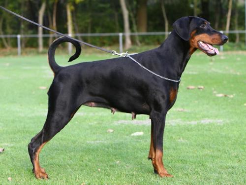 Xena v.h. Wantij | Black Doberman Pinscher