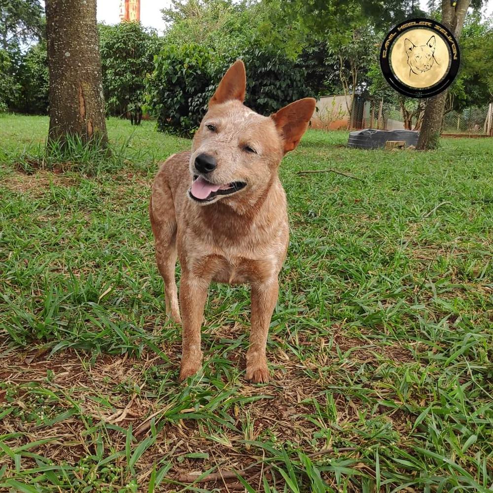 Dib of Heeler's Selivon | Australian Cattle Dog 