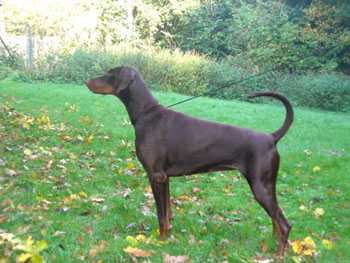 Dobermundes LM Passion of Life | Brown Doberman Pinscher