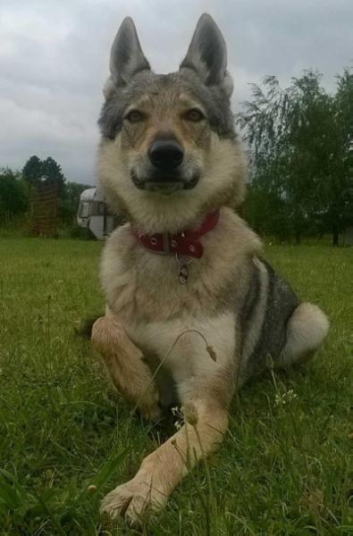 TRANQUILA PATA DE PLATA Atropa Bella Donna | Czechoslovakian Wolfdog 