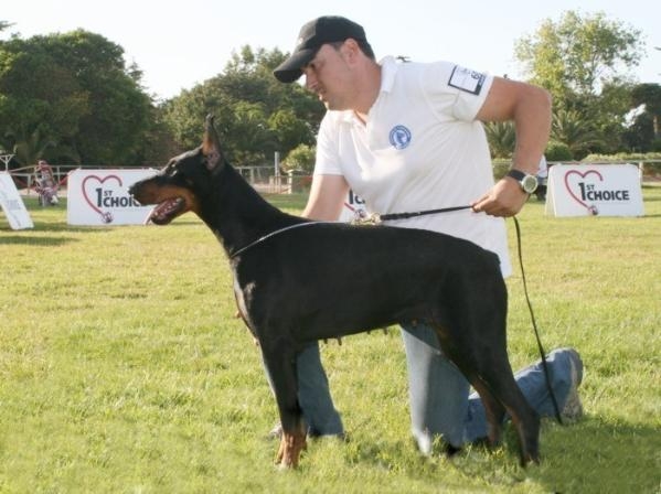 Zamora de Swarlazd | Black Doberman Pinscher