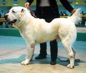 Batir Alekseevskii | Central Asian Shepherd Dog 