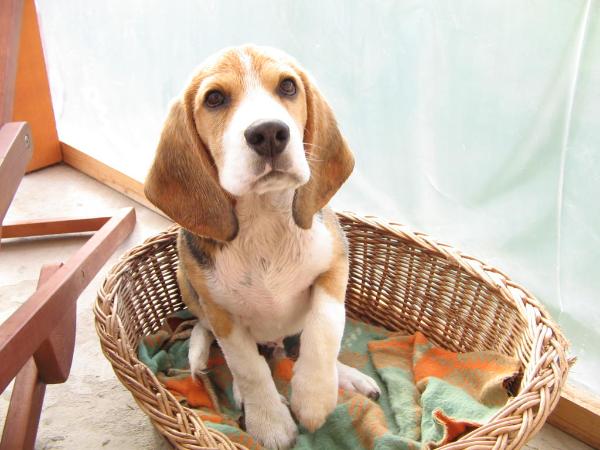 Ultrakopó Hugó | Beagle 