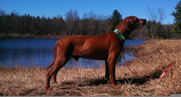 Rimfires Rusty Ruger | Redbone Coonhound 