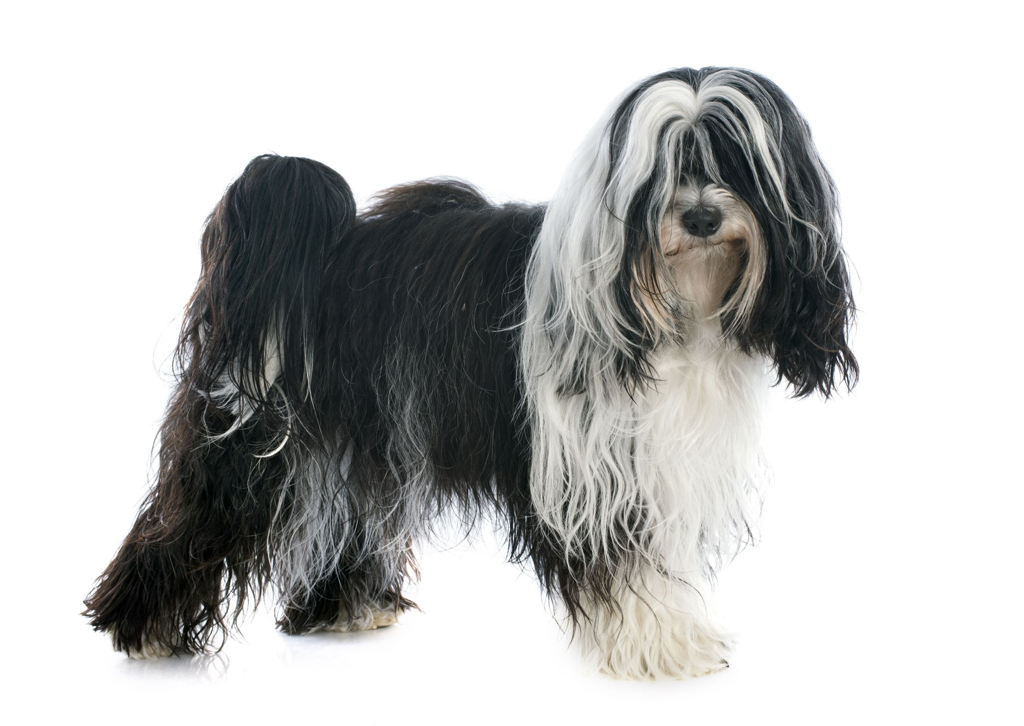 Tibetan Terrier