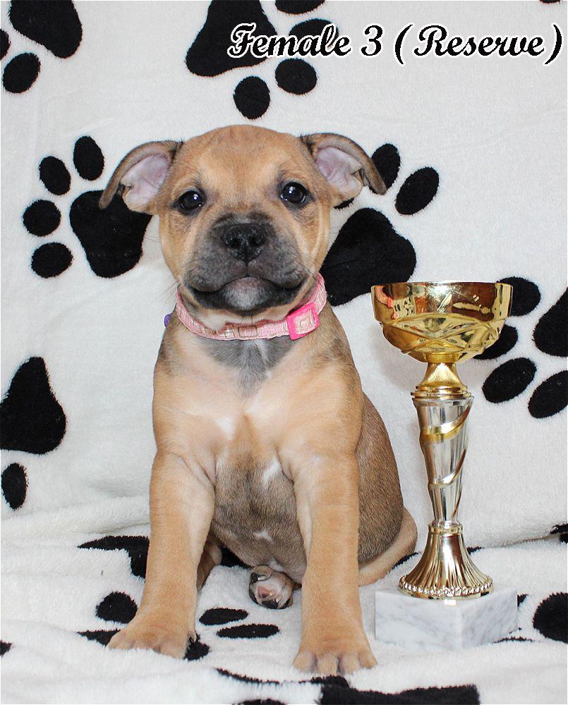 Pine Forest Best United Kingdom of Witchcraft | Staffordshire Bull Terrier 