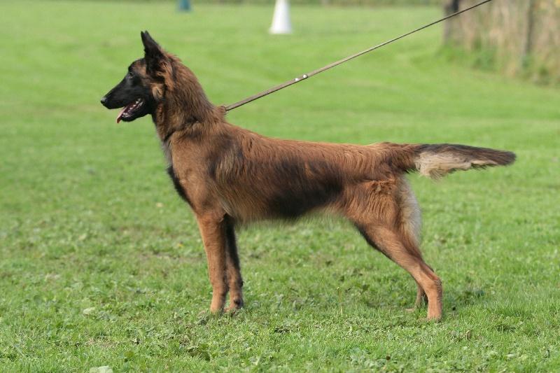 Framboos van de Duvetorre | Belgian Tervuren 