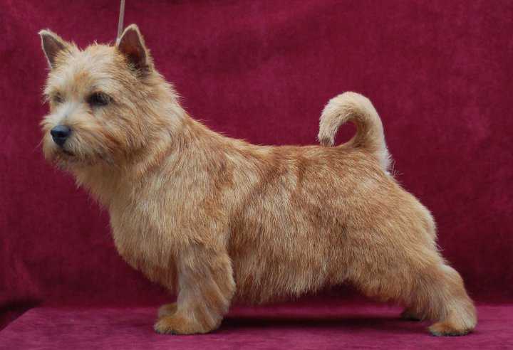 Flottatjarn's Birk of Midas Touch | Norwich Terrier 