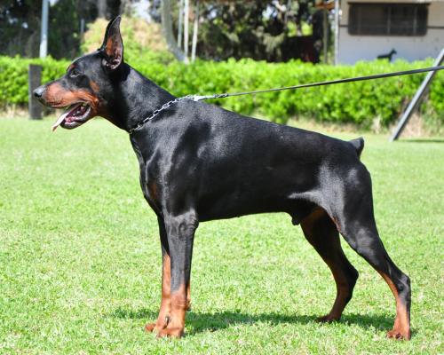 Humphrey del Jardin de Elfos | Black Doberman Pinscher