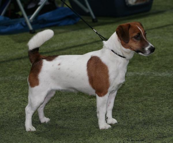 Dorte-Martina Hot Line | Jack Russell Terrier 