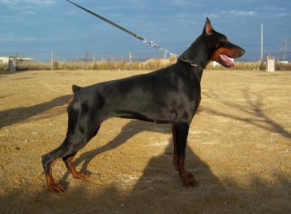 Gigi Glori del Jardin de Elfos | Black Doberman Pinscher