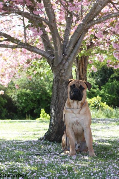 Royceprides Legacy for Saturnsrings | Bullmastiff 