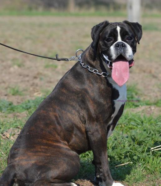 Crazy Crys ViceVersa BRANDY | Boxer 