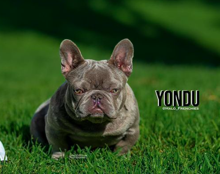 Halo Frenchie Yondu | French Bulldog 