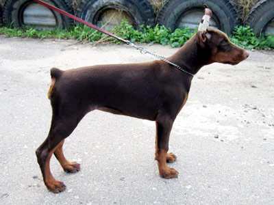 Gabriella-Gizella v. Anberi | Brown Doberman Pinscher