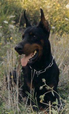 Atos (LO98136889) | Black Doberman Pinscher