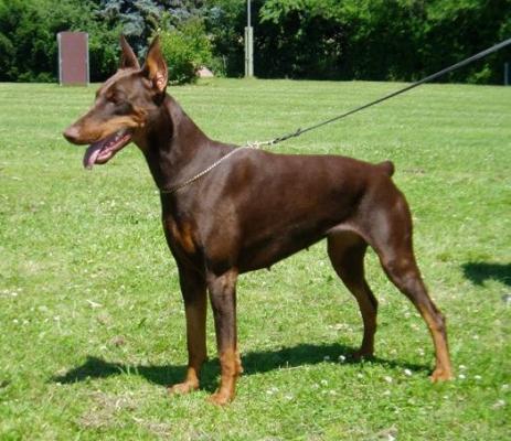 Eria Pro Durezza Maxima | Brown Doberman Pinscher