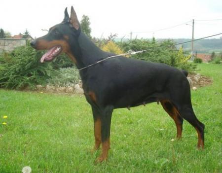 Maxin Master v. Masterhof | Black Doberman Pinscher