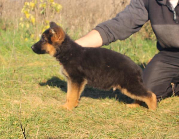 Kratos von Armenikum | German Shepherd Dog 