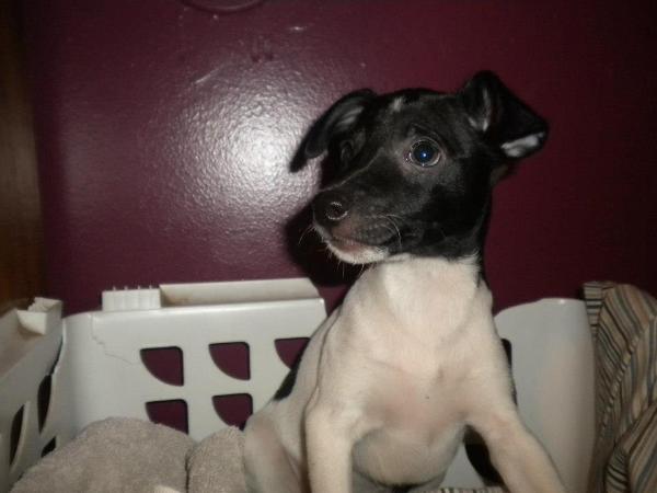 Buddy | Rat Terrier 