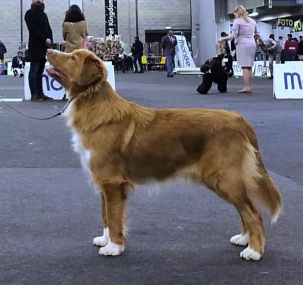 Whymark's Blossom of my Heart | Nova Scotia Duck Tolling Retriever 